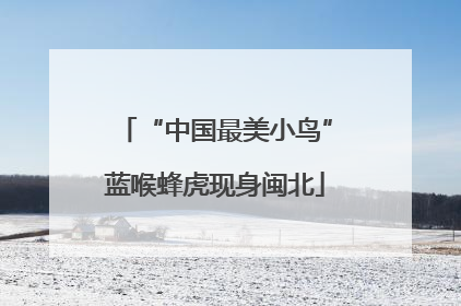 “中国最美小鸟”蓝喉蜂虎现身闽北