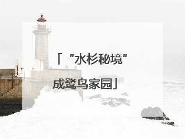 “水杉秘境”成鹭鸟家园