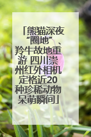 熊猫深夜“圈地”、羚牛故地重游 四川崇州红外相机定格近20种珍稀动物呆萌瞬间