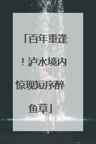 百年重逢！泸水境内惊现短序醉鱼草
