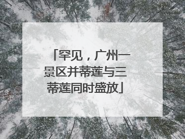 罕见，广州一景区并蒂莲与三蒂莲同时盛放