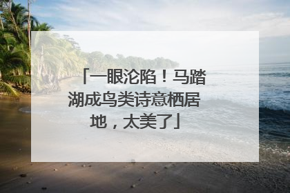 一眼沦陷！马踏湖成鸟类诗意栖居地，太美了