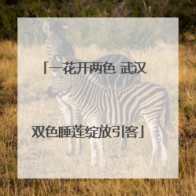 一花开两色 武汉双色睡莲绽放引客