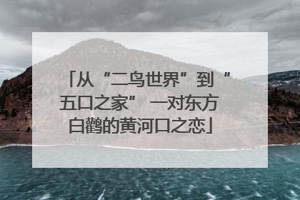 从“二鸟世界”到“五口之家” 一对东方白鹳的黄河口之恋
