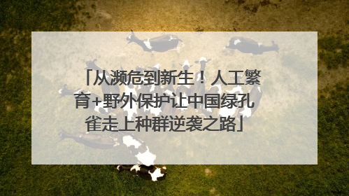 从濒危到新生！人工繁育+野外保护让中国绿孔雀走上种群逆袭之路