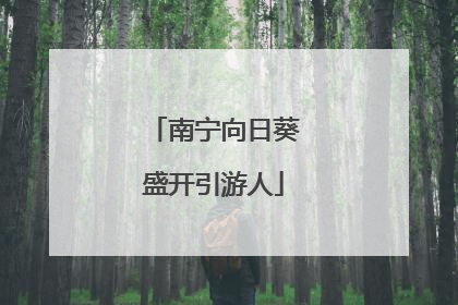 南宁向日葵盛开引游人