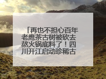 再也不担心百年老鹰茶古树被砍去熬火锅底料了！四川开江启动珍稀古茶树专项保护