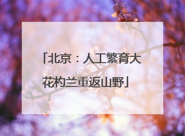 北京：人工繁育大花杓兰重返山野