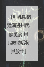 哺乳期猪獾溜进村民家觅食 村民救助后将其放生
