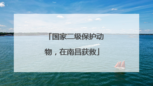 国家二级保护动物，在南昌获救