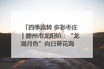 四季流转 多彩枣庄｜滕州市龙阳镇：“龙湖月色”向日葵花海 绘就乡村振兴新画卷