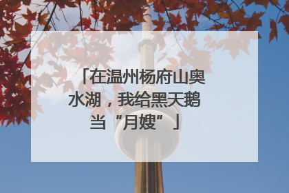 在温州杨府山奥水湖，我给黑天鹅当“月嫂”