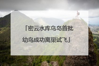 密云水库鸟岛首批幼鸟成功离巢试飞