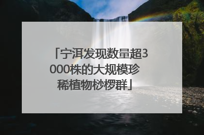 宁洱发现数量超3000株的大规模珍稀植物桫椤群