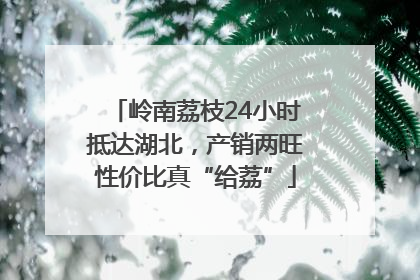 岭南荔枝24小时抵达湖北，产销两旺性价比真“给荔”