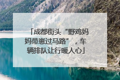 成都街头“野鸡妈妈带崽过马路”，车辆排队让行暖人心