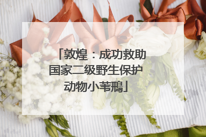 敦煌：成功救助国家二级野生保护动物小苇鳽