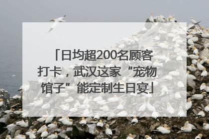日均超200名顾客打卡，武汉这家“宠物馆子”能定制生日宴
