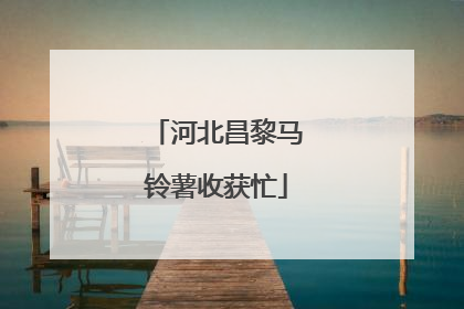 河北昌黎马铃薯收获忙