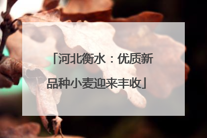 河北衡水：优质新品种小麦迎来丰收