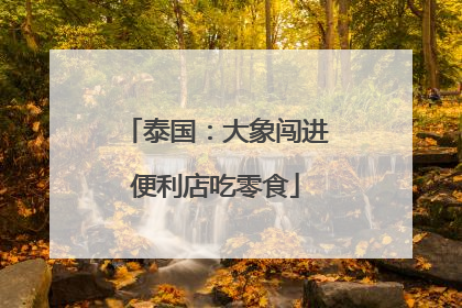 泰国：大象闯进便利店吃零食