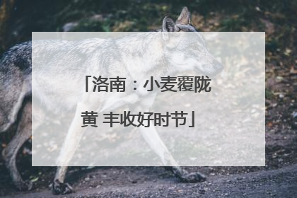 洛南：小麦覆陇黄 丰收好时节