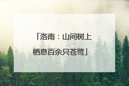 洛南：山间树上栖息百余只苍鹭