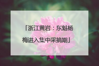 浙江黄岩：东魁杨梅进入集中采摘期