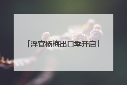 浮宫杨梅出口季开启