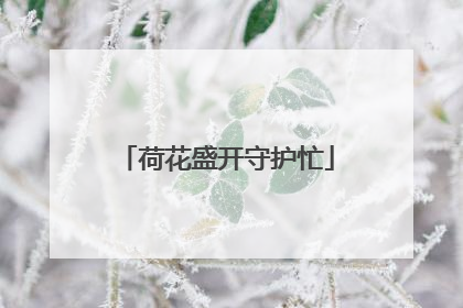荷花盛开守护忙