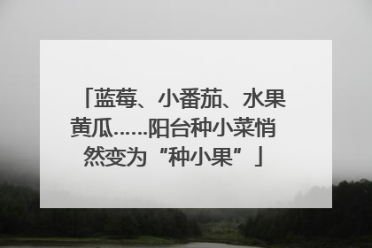 蓝莓、小番茄、水果黄瓜……阳台种小菜悄然变为“种小果”
