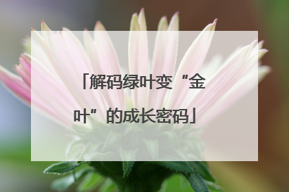 解码绿叶变“金叶”的成长密码