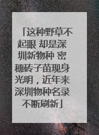 这种野草不起眼 却是深圳新物种 密穗砖子苗现身光明，近年来深圳物种名录不断刷新