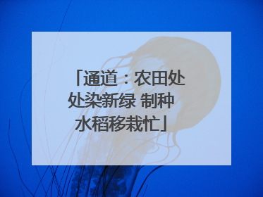 通道：农田处处染新绿 制种水稻移栽忙
