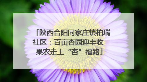 陕西合阳同家庄镇柏瑞社区：百亩杏园迎丰收 果农走上“杏”福路