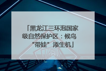 黑龙江三环泡国家级自然保护区：候鸟“带娃”添生机